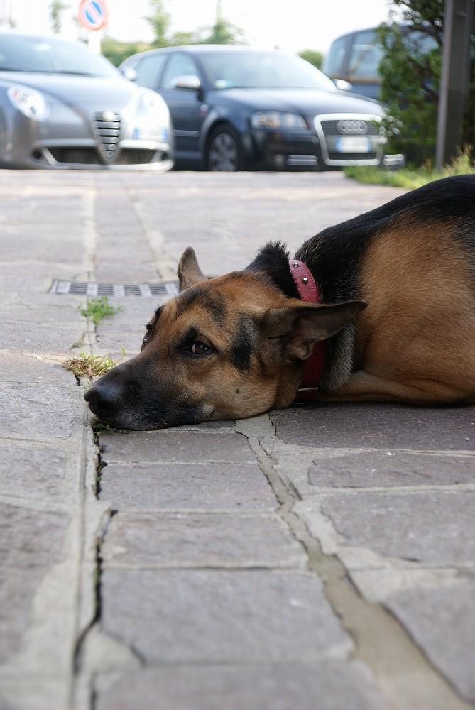 DSC03258.jpg