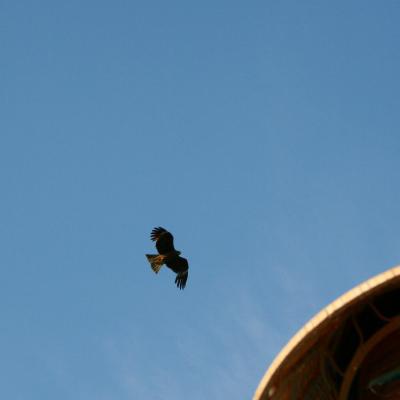 IMG_1472.jpg