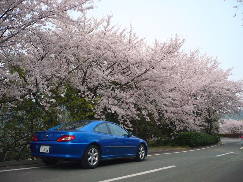 2014coupesakura6.jpg