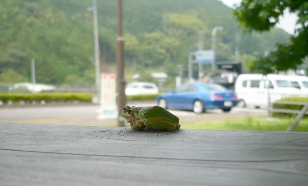 amagaeru_coupe.jpg