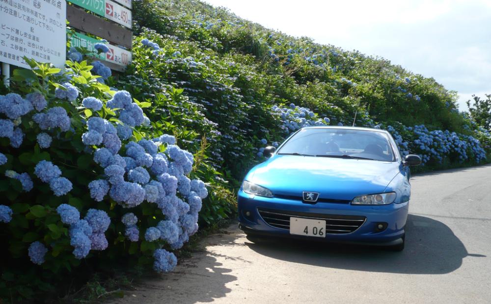 coupe_ajisai2.jpg