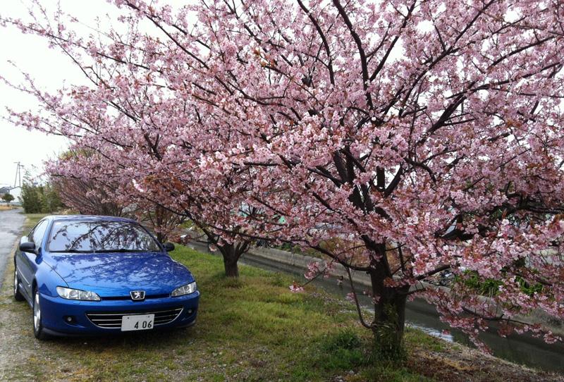 coupesakura2.jpg