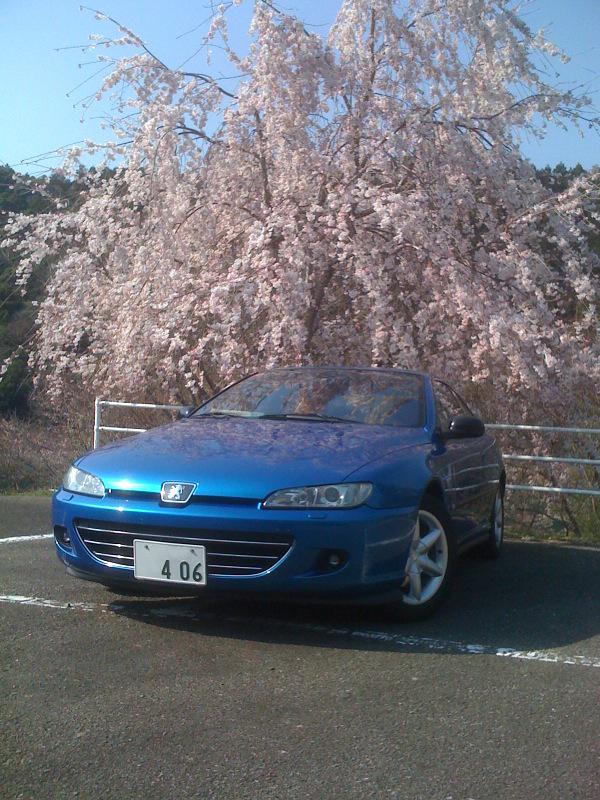 sakura2.jpg