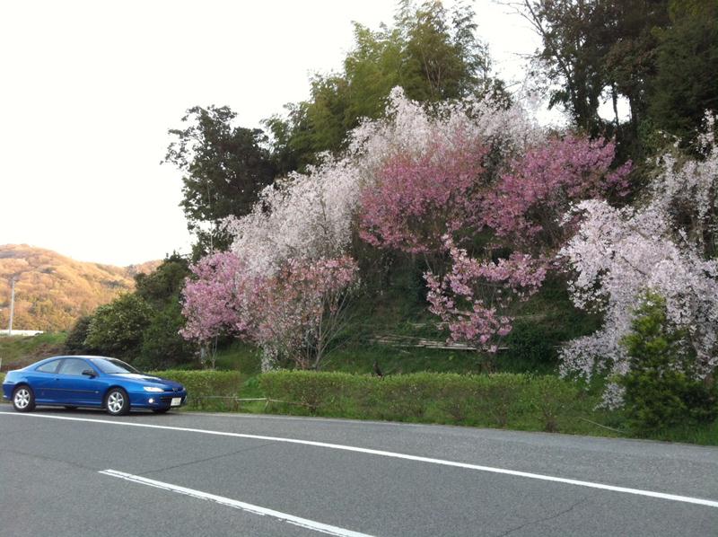 sakura20146.jpg