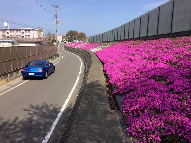 sakura_IMG_3430.jpg