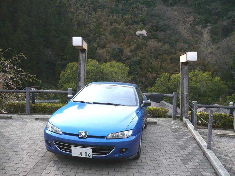 sakuramankai1.jpg