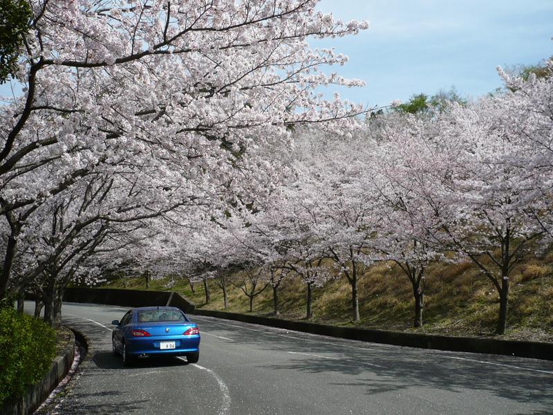 sakuramankai3.jpg