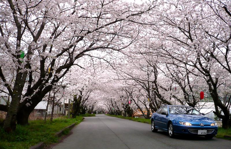 sakuratonnel.jpg