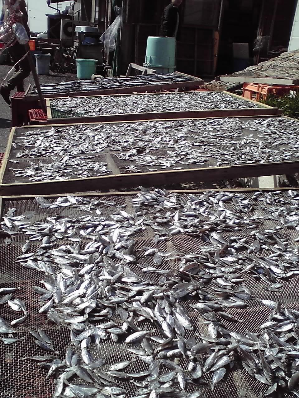 お魚天日干し中　0309.jpg