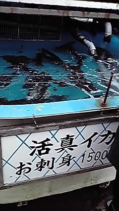 イカ.jpg