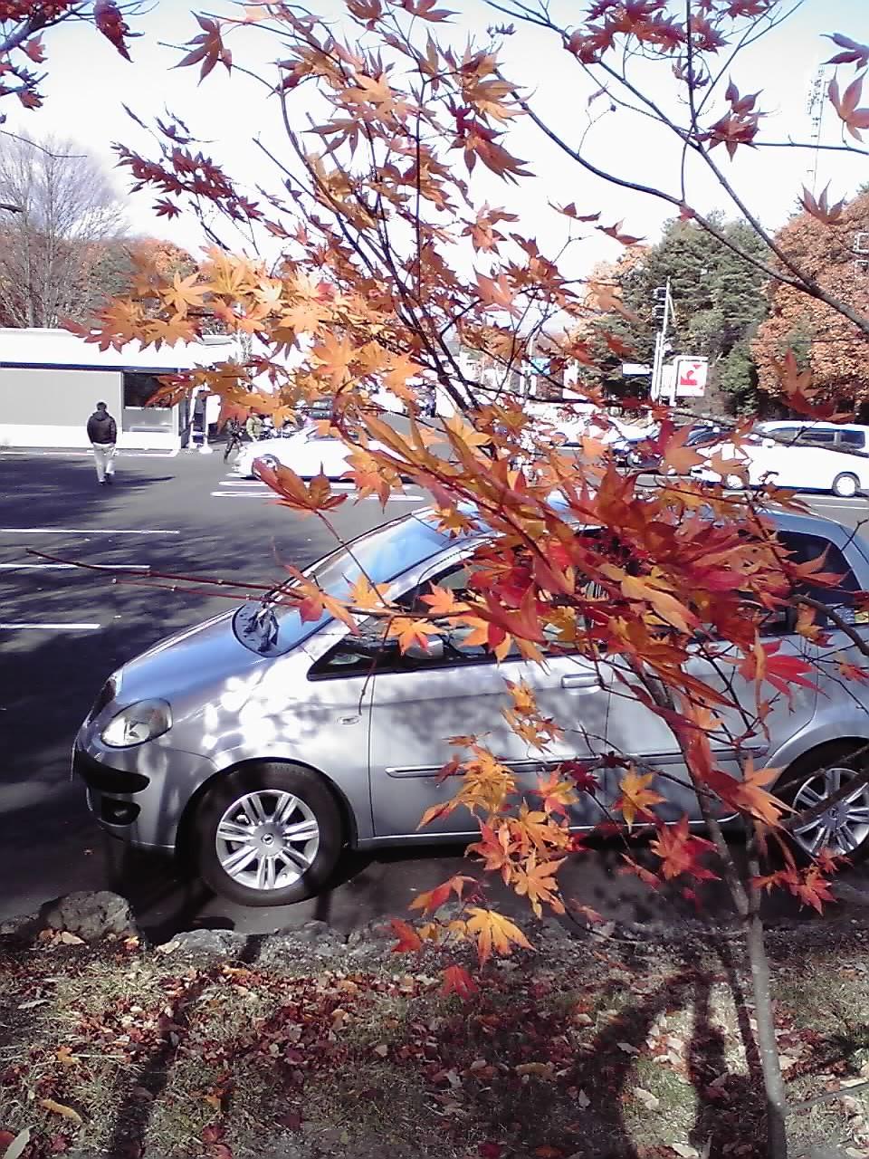 北軽井沢の紅葉1.jpg