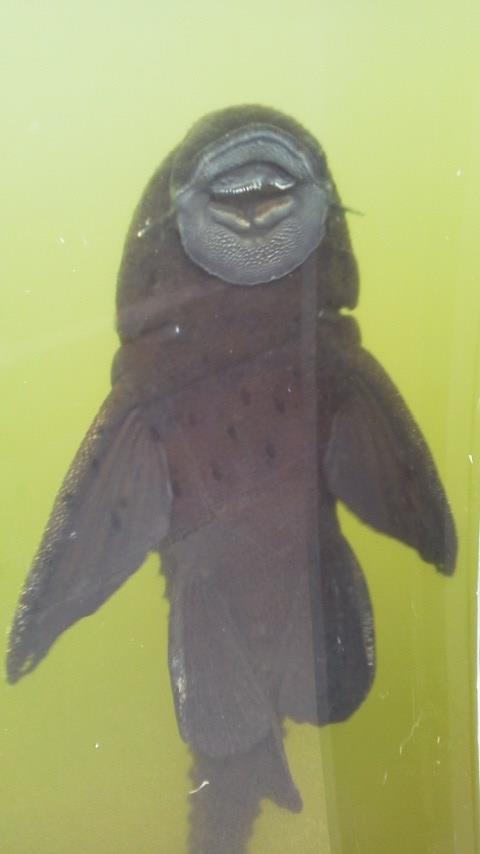 南国の魚 0401.jpg