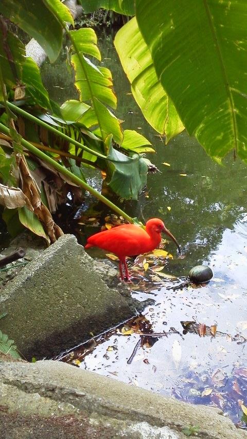 南国の鳥1 0401.jpg