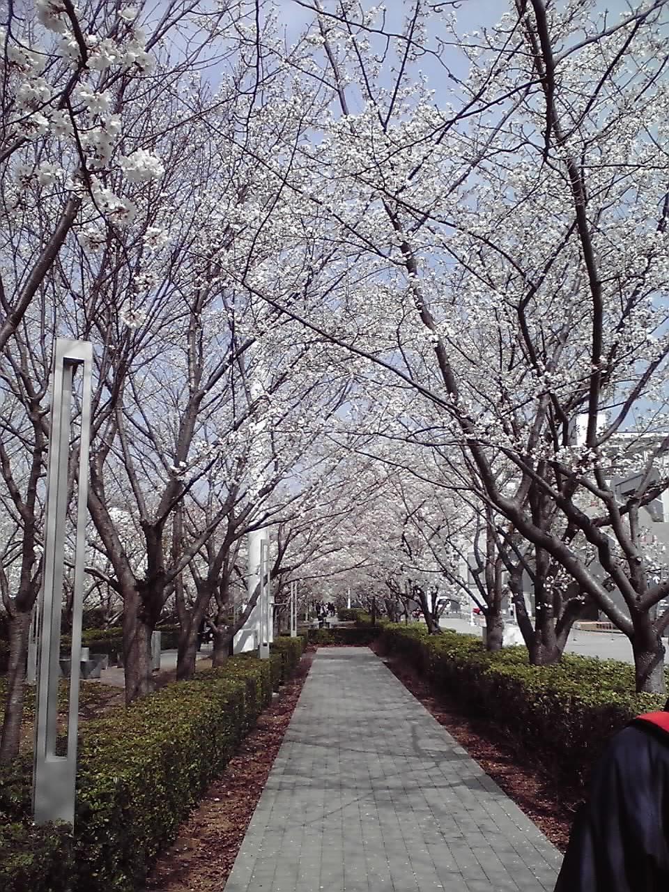 桜並木0323.jpg