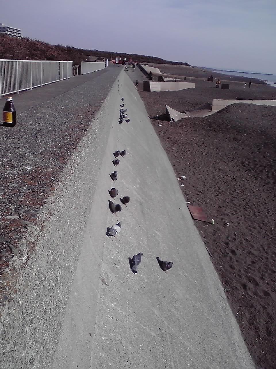 無理な姿勢の鳩.jpg