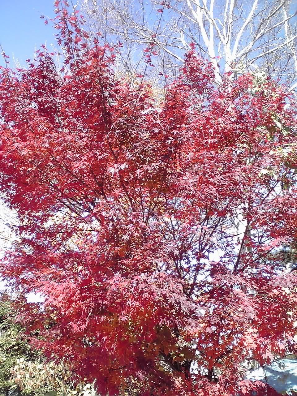 紅葉1.jpg