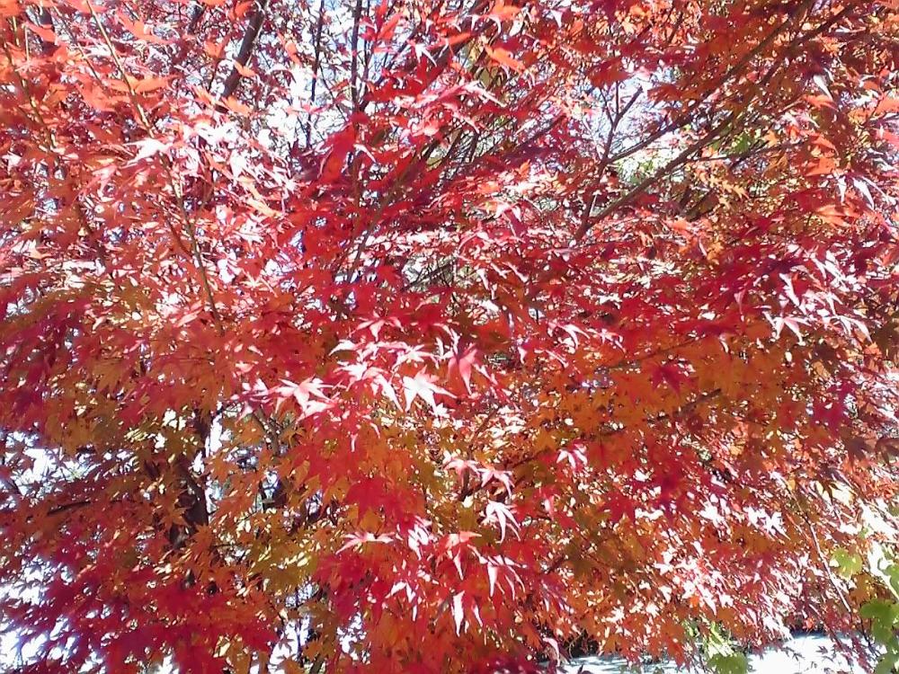 紅葉2.jpg