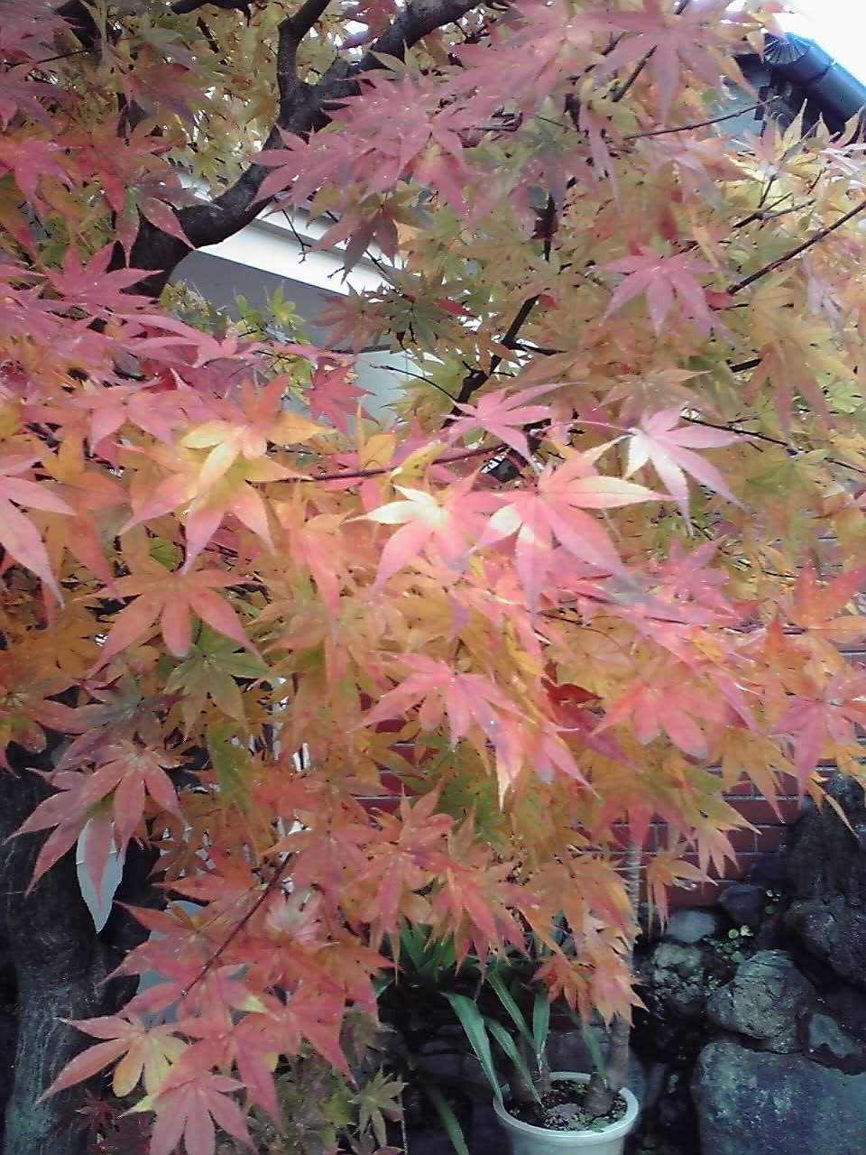 紅葉3.jpg