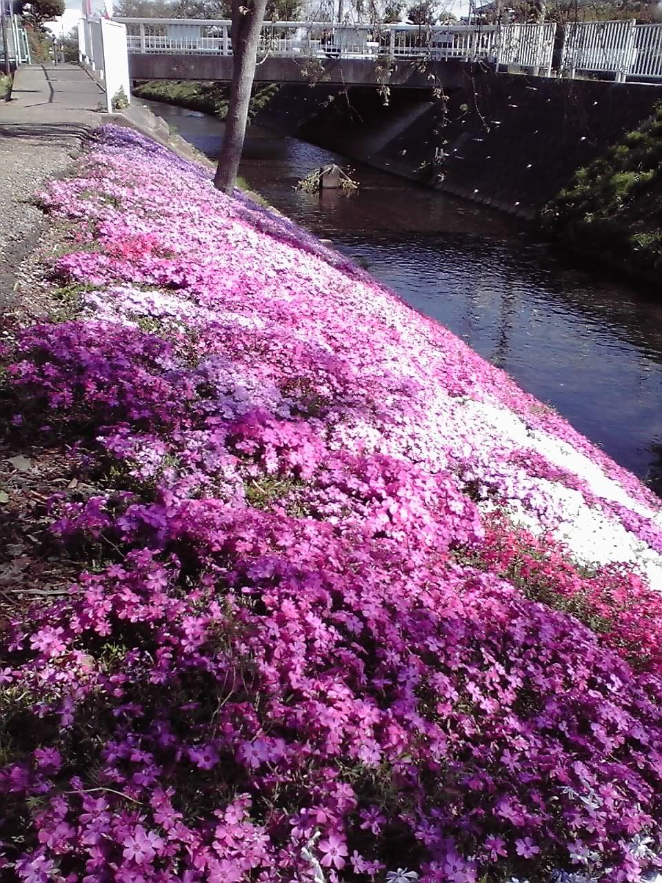 芝桜 0413.jpg