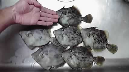P1000217.jpg