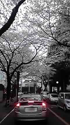 P1000275.jpg