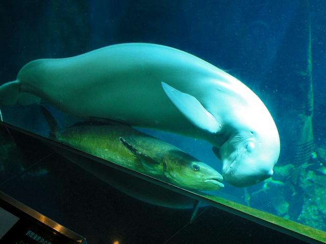 DSC01237.jpg