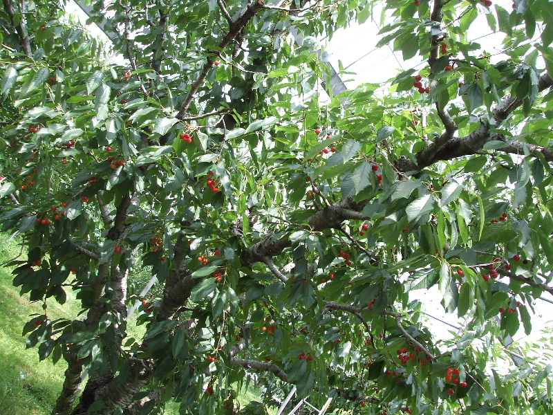 DSCF9937.JPG