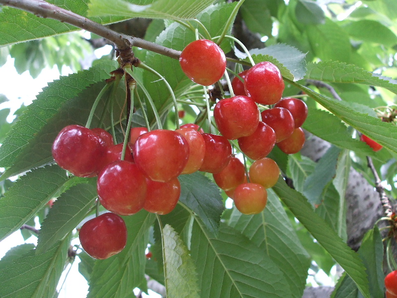 DSCF9938.JPG