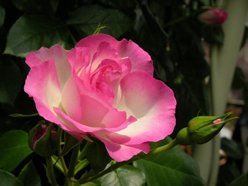 DSCN3271.JPG