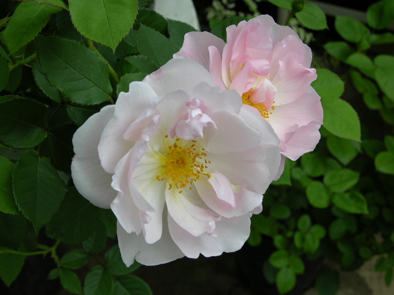 DSCN3306.JPG