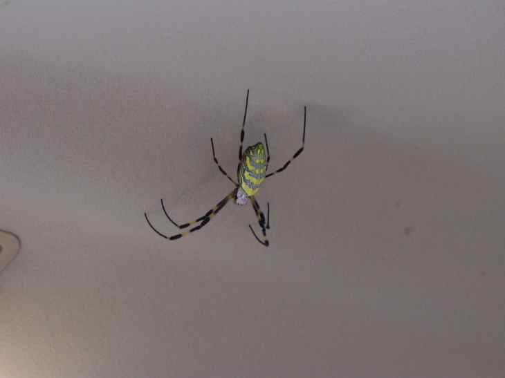 2012spider.jpg