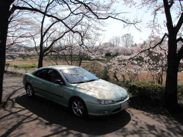406sakura.jpg