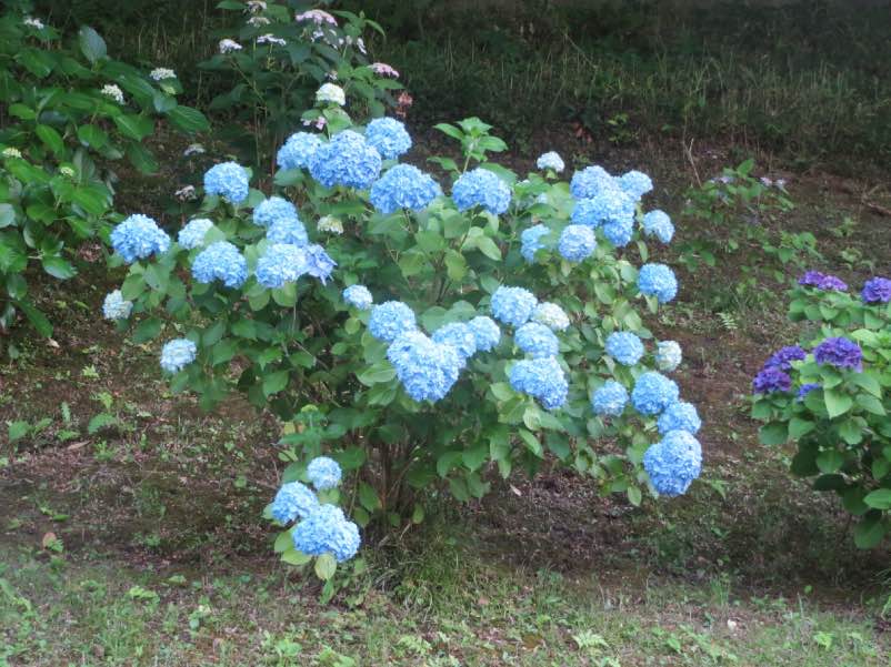 itakoayame006.jpg