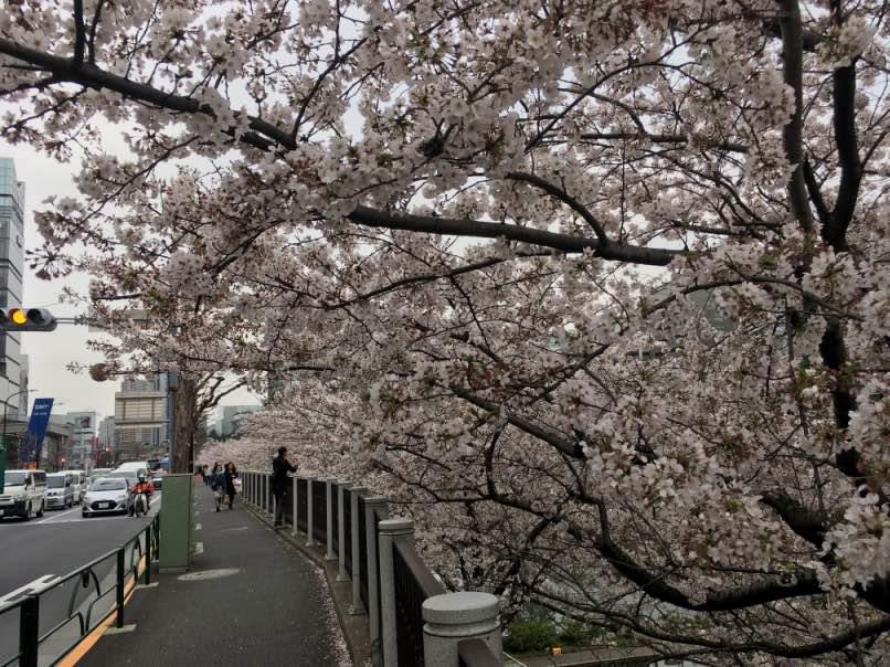 sakura002.jpg