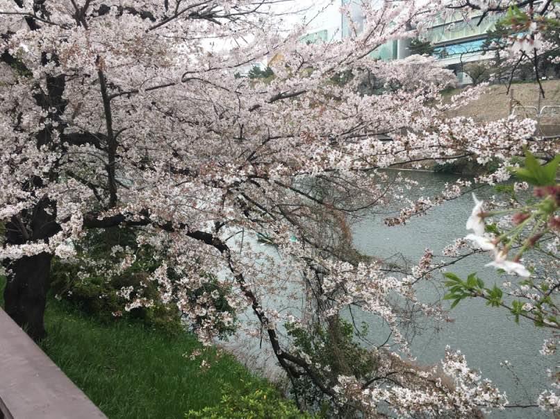 sakura004.jpg