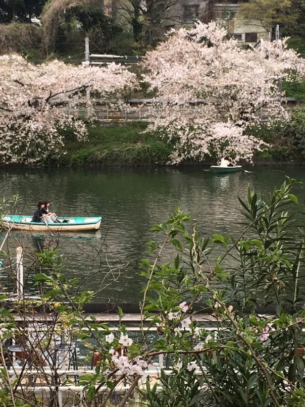 sakura005.jpg