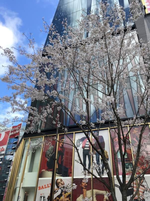sakura006.jpg