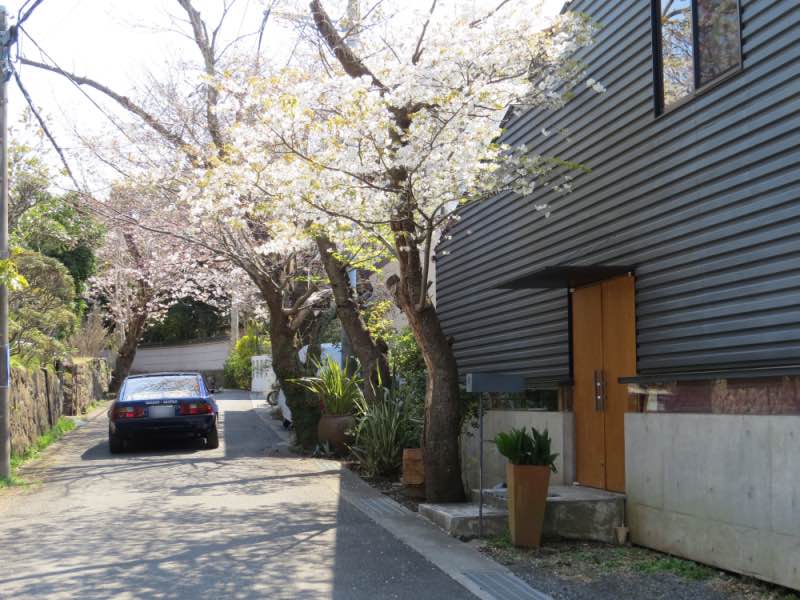 sakurameguri004.jpg