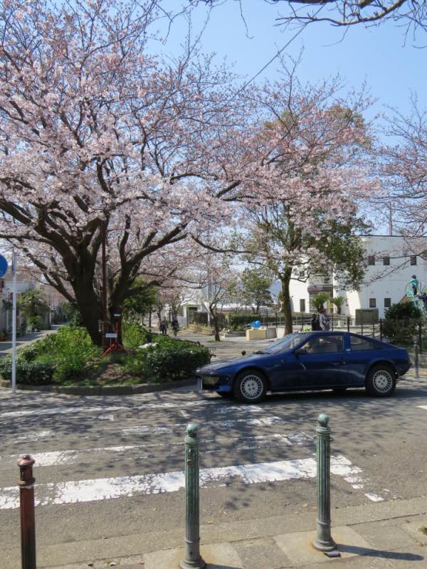 sakurameguri005.jpg