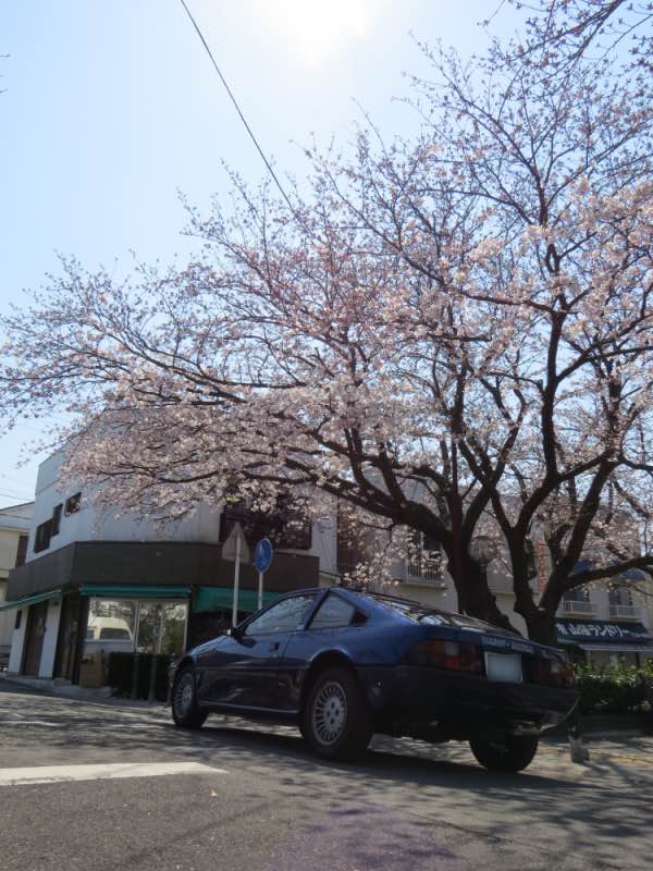 sakurameguri006.jpg