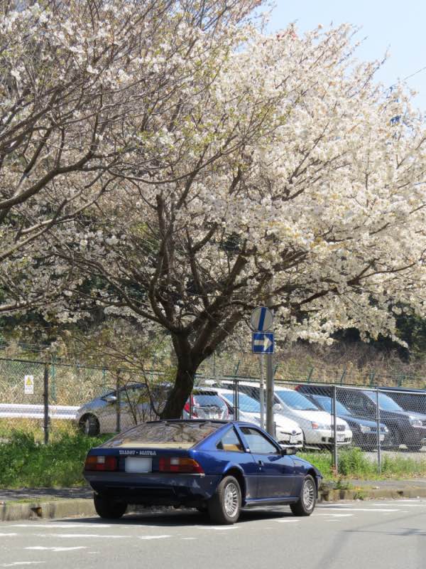 sakurameguri011.jpg