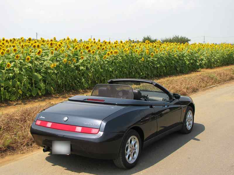 sunflower01.jpg