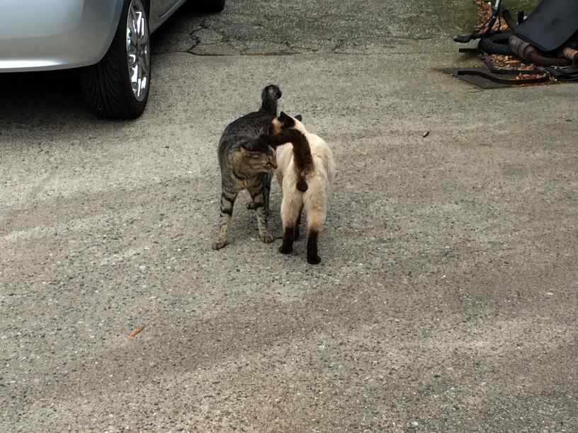 tmscat004.jpg