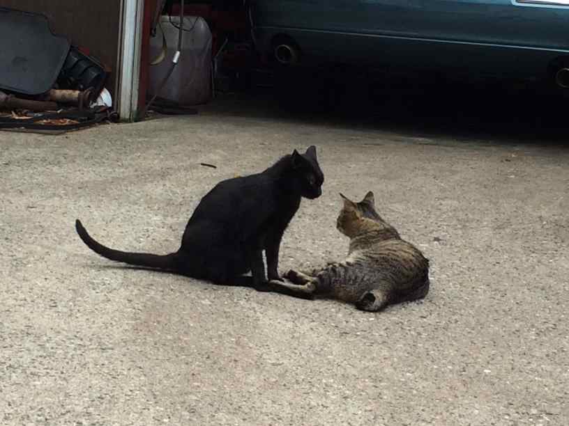 tmscat005.jpg