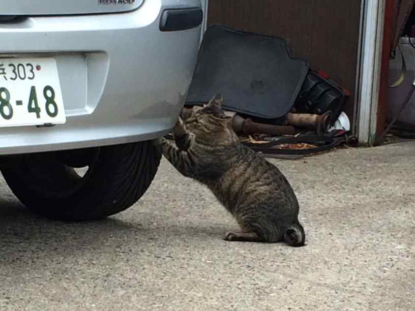 tmscat007.jpg