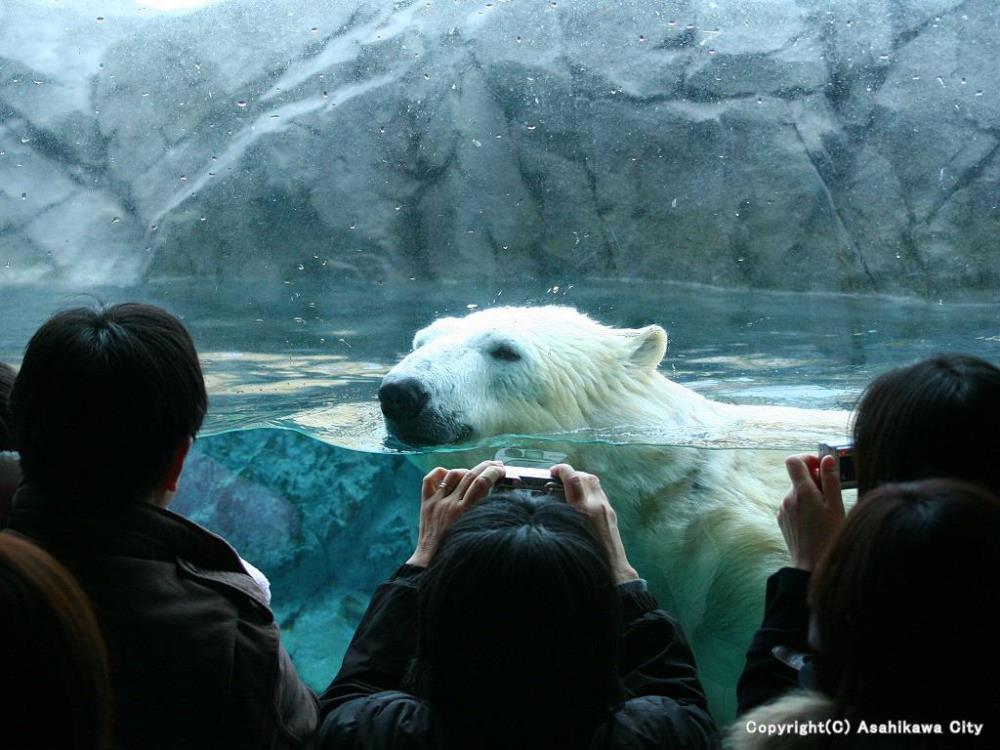 polarbear.jpg