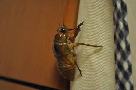 DSC_0077.JPG