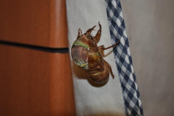 DSC_0084.JPG