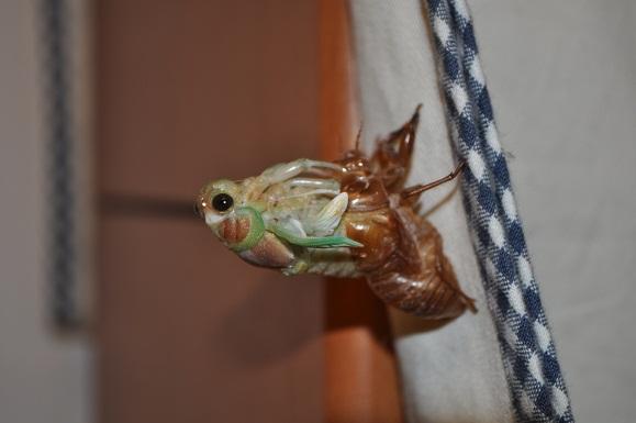 DSC_0085.JPG