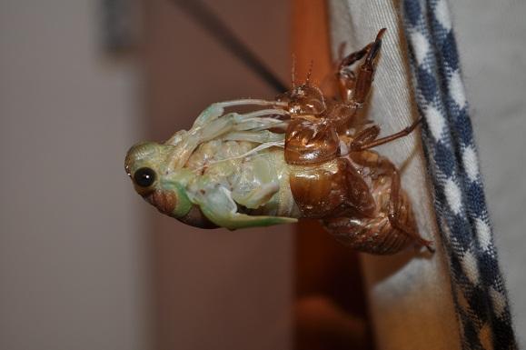 DSC_0088.JPG